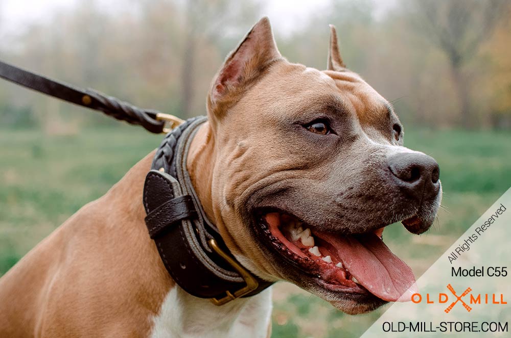 2ply Leather Dog Collar for Amstaff