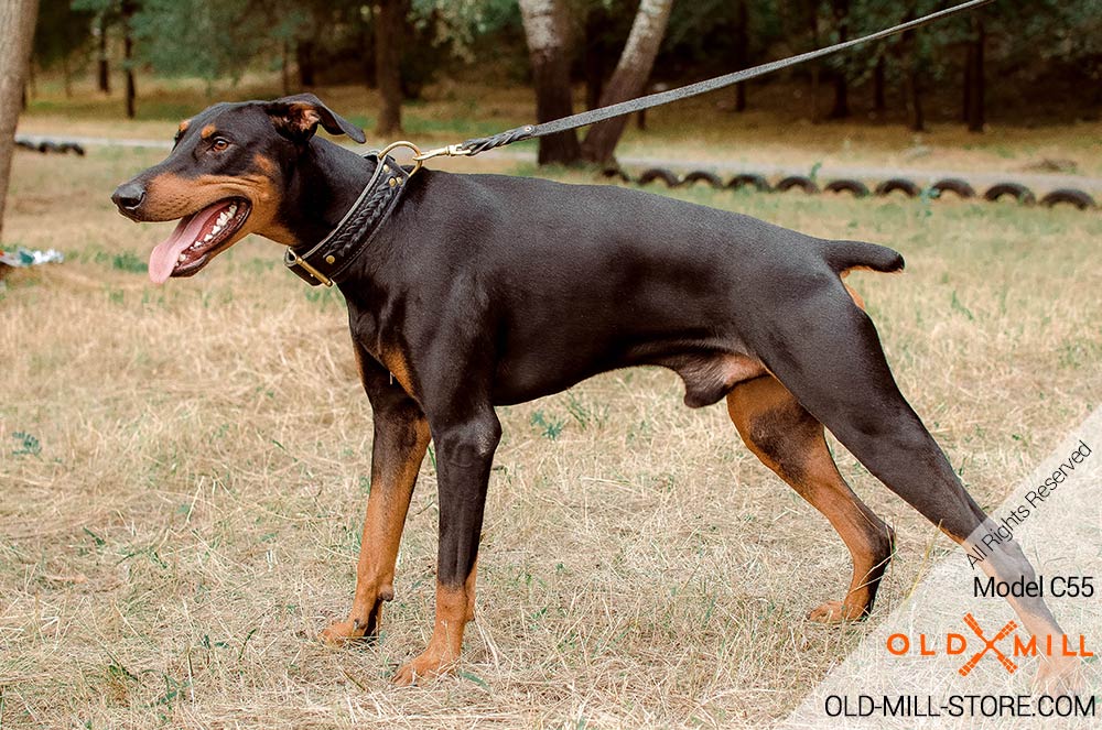 Double Leather Doberman Collar with Brass D-Ring for Leash attachment