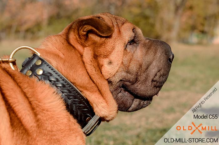 Double Leather Shar Pei Collar with Brass D-Ring for Leash attachment