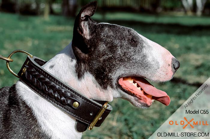 Braided Dog Collar for English Bull Terrier