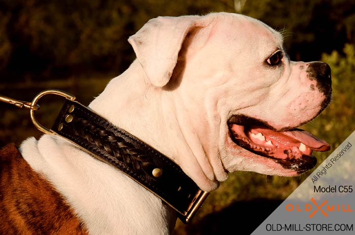 Double Leather Bulldog Collar with Brass D-Ring for Leash attachment
