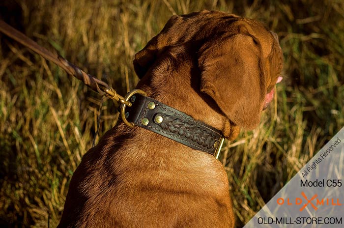 Double Leather Mastiff Collar with Brass D-Ring for Leash attachment