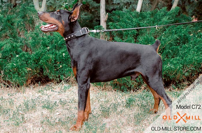 Leather Doberman Collar with Nickel Studs