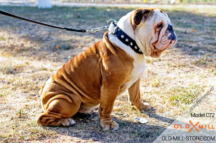 English Bulldog Collar with Nickel Studs