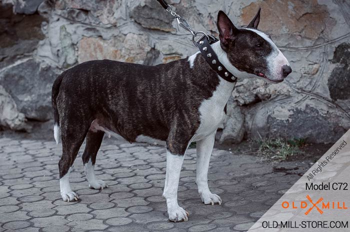 Fancy Bull Terrier Collar