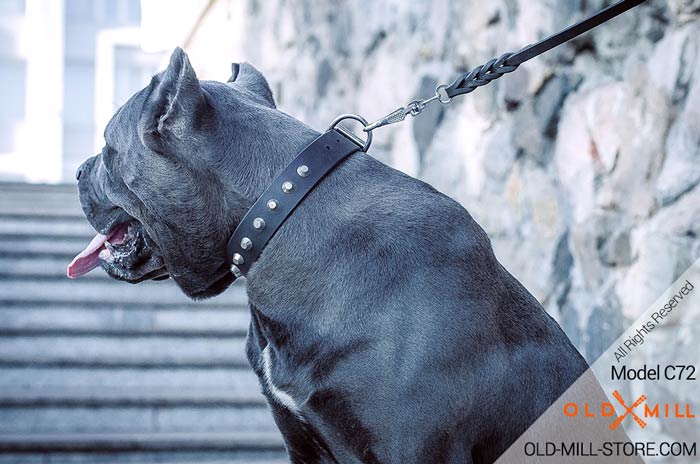 Fancy Dog Collar for Cane-Corso Breed