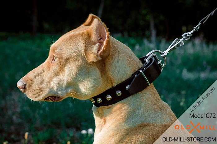 Pitbull Collar with Nickel Studs