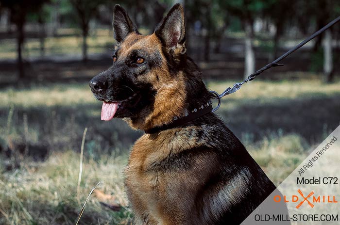 Studded Dog Collar for German Shepherd