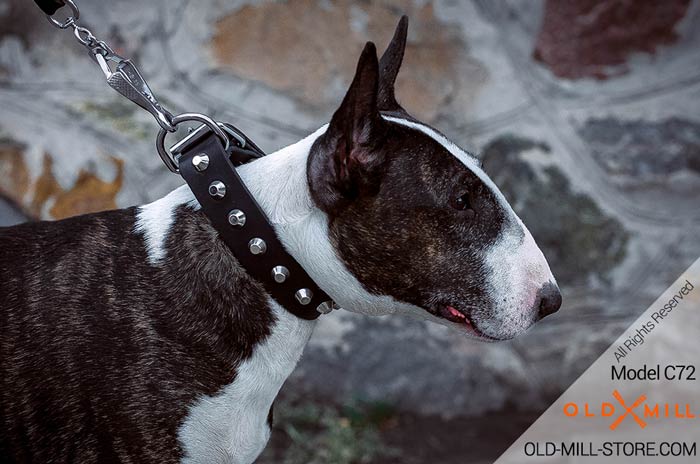 Leather Bull Terrier Collar with Nickel Studs