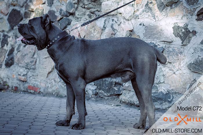 Cane Corso Collar with Nickel Studs