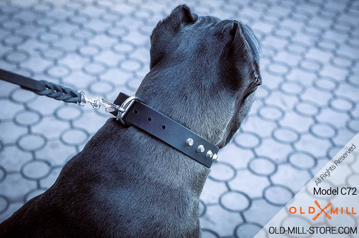 Dog Collar with Strong D-Ring for Cane Corso