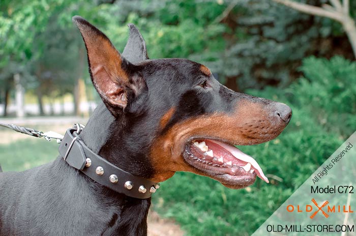 Doberman Collar with D-Ring for Leash Attachment