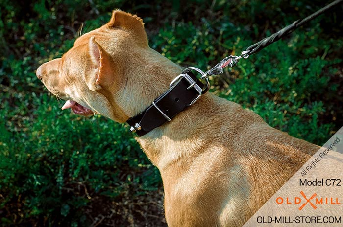 Leather Pitbull Collar with D-ring