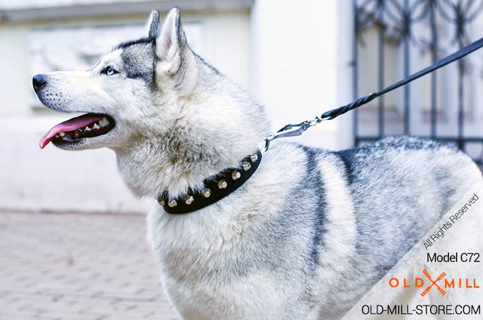 Siberian Husky Collar with Nickel Studs