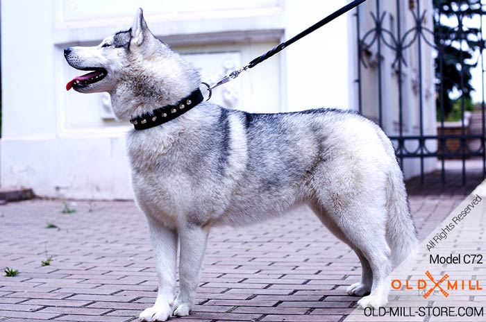 Siberian Husky Walking Leather Collar