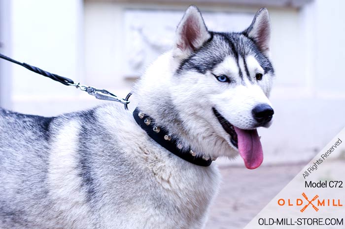 Dog Collar with D-Ring for Siberian Husky