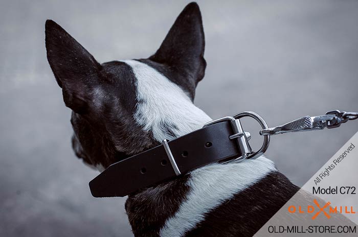 Studded Dog Collar with D-Ring for Leash Attachment