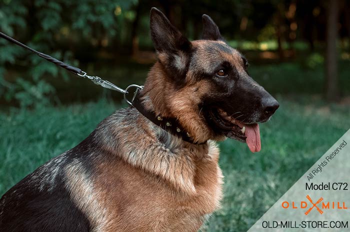 Studded Dog Collar for German Shepherd