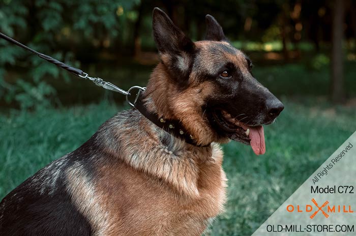 Leather Dog Collar with D-Ring for Leash attachment