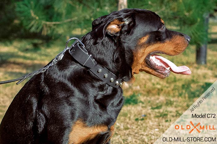 Leather Rottweiler Collar with Nickel Studs