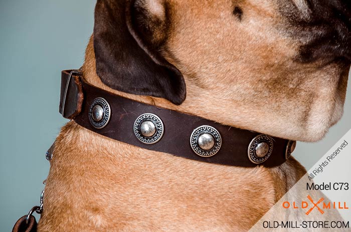 Leather Dog Collar with Vintage Nickel Conchos