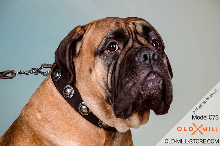 Bullmastiff Collar with Silver-like Conchos