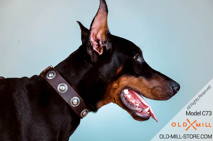 Doberman Leather Collar Plated with Silver Conchos