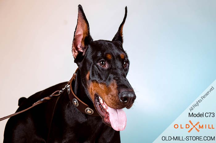 Vintage Dog Collar for Doberman