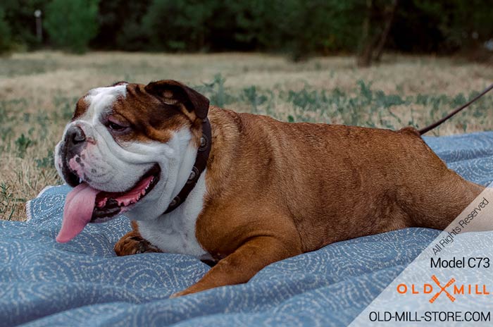 English Bulldog Collar with Silver-like Conchos