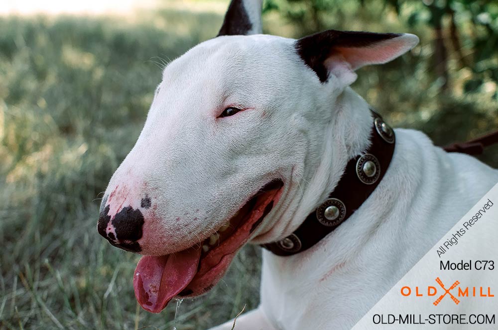 English Bull Terrier Collar with Silver-like Conchos