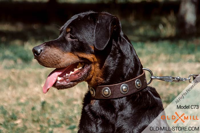 Rottweiler Collar with Silver-like Conchos