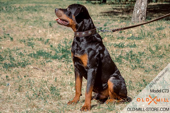 Vintage Dog Collar for Rottweiler