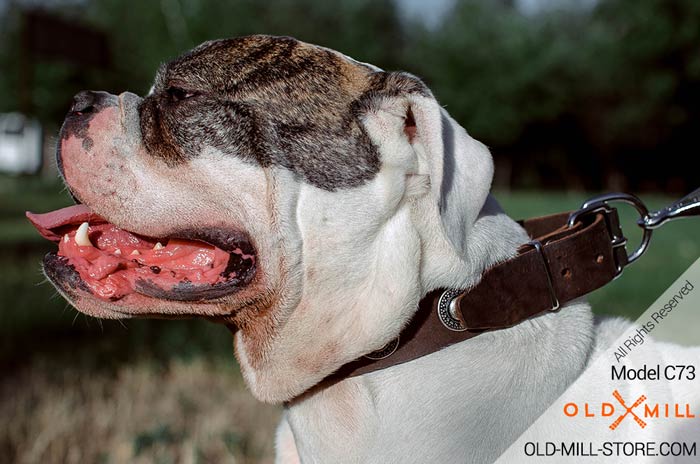 American Bulldog Collar with Silver-like Conchos