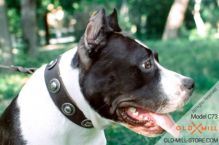 Amstaff Leather Collar with Conchos