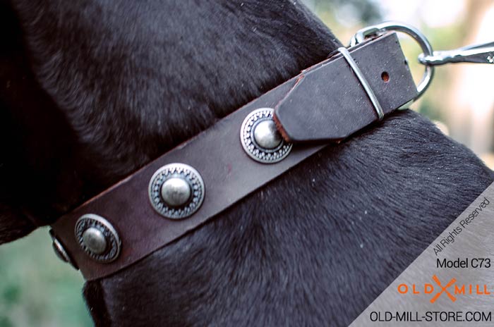 Leather Dog Collar with Vintage Nickel Conchos