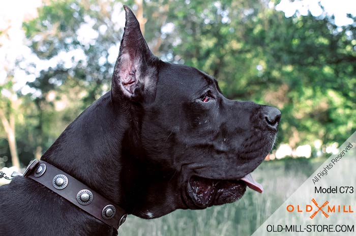 Great Dane Collar with Silver-like Conchos