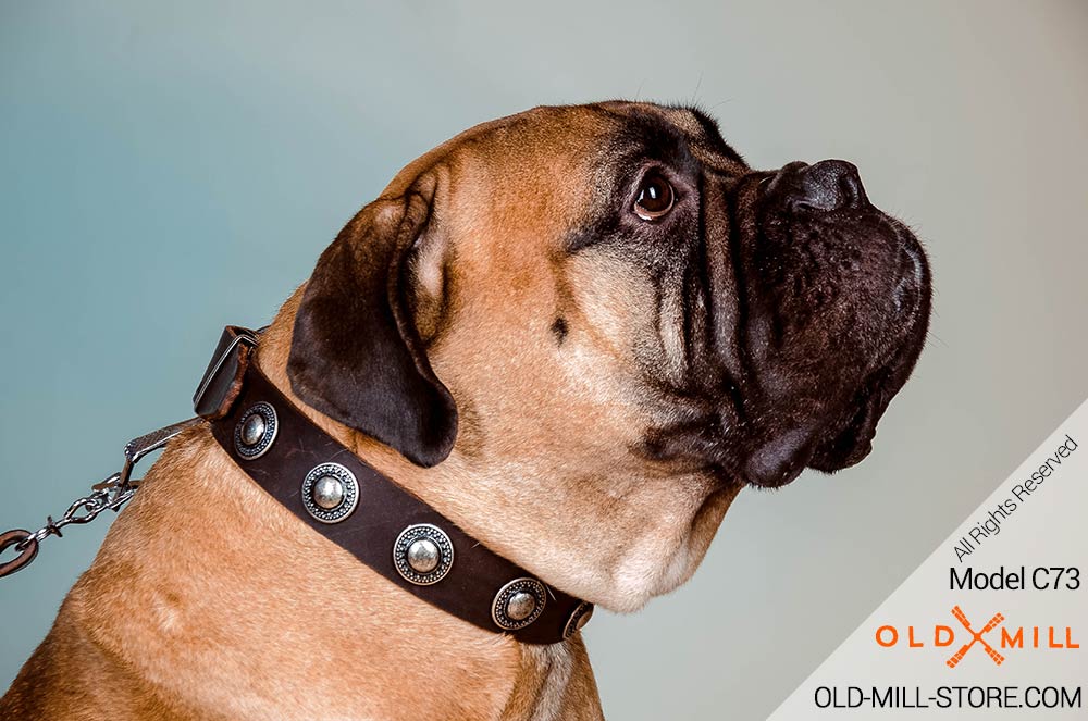 Leather Dog Collar-Plated Conchos for Bullmastiff Breed