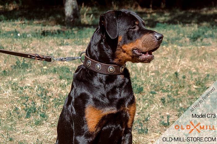 Soft leather walking dog collar with beautiful decoration for Rottweiler 