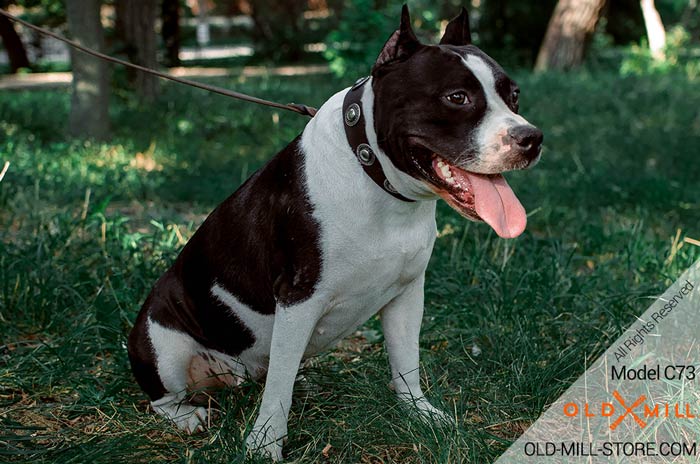 Leather dog Collar Plated Conchos for Amstaff