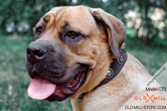 Cane Corso Collar