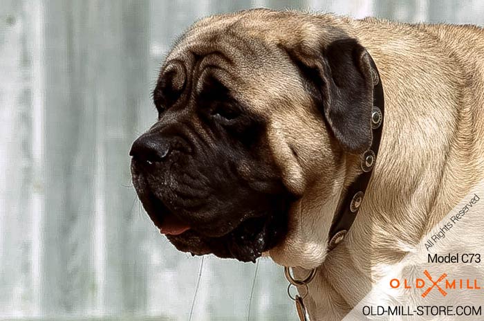 Designer Mastiff Leather Dog Collar