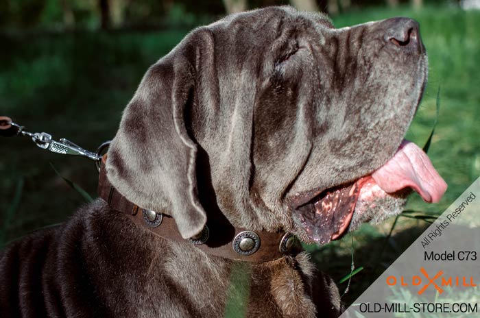 Mastiff Collar with Silver-like Conchos