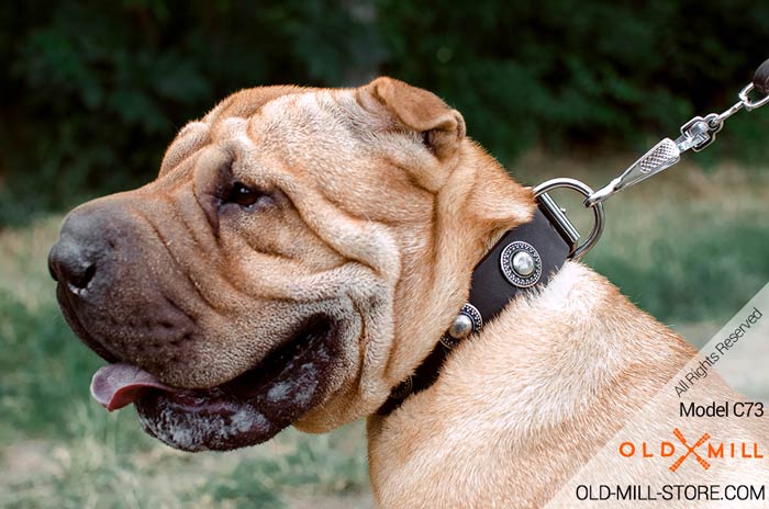 Shar Pei Collar with Silver-like Conchos