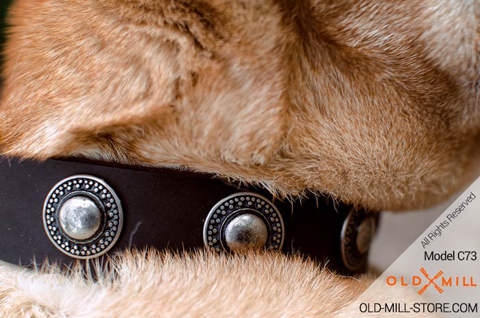 Leather Dog Collar with Old Nickel Conchos