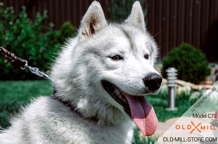 Siberian Husky Collar with Silver-like Conchos