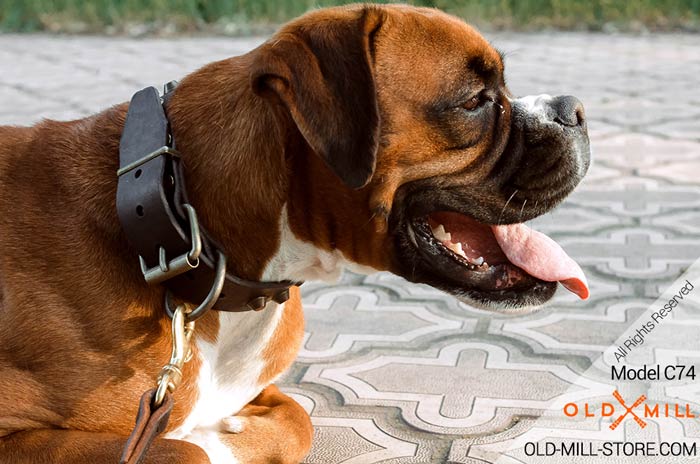 Boxer Leather Dog Collar with Old Brass Pyramids