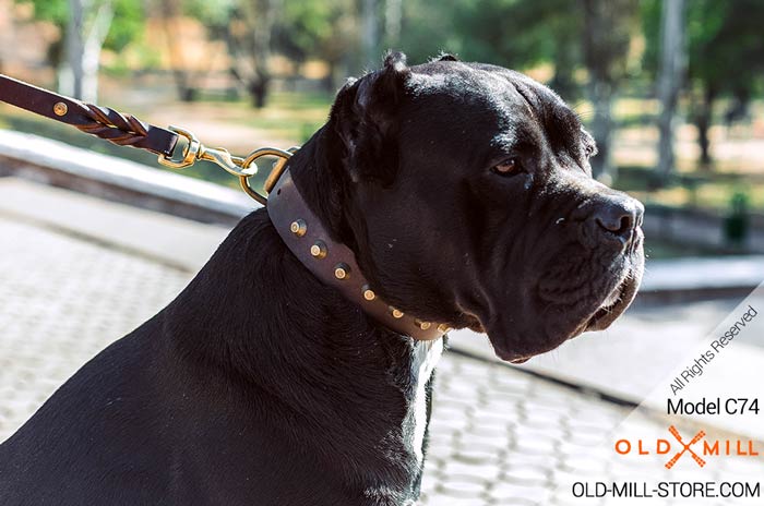 Designer Leather Dog Collar for Cane Corso