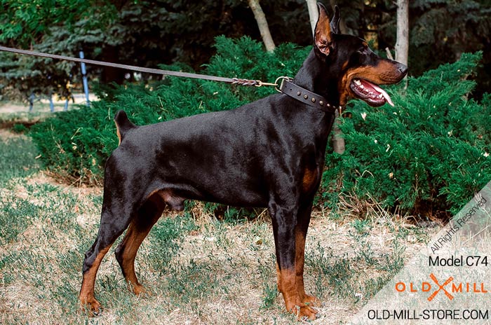 Fashion Leather Dog Collar for Doberman