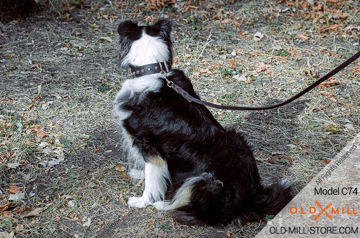 Fancy Leather Dog Collar for Collie