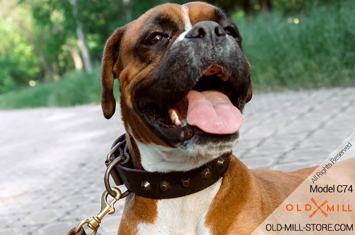Fashion Leather Dog Collar for Boxer